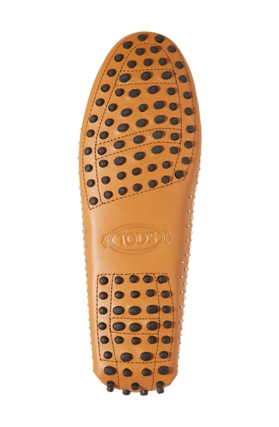 Shop Tod's Gommini Stud Penny Loafer In Brown