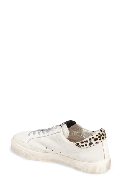Shop Golden Goose May Low Top Sneaker In White Suede/ Leopard