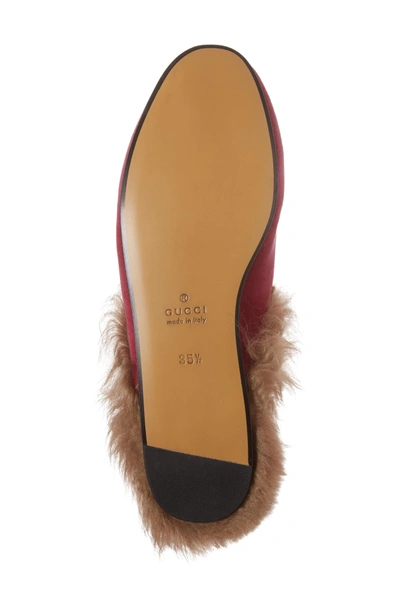 Shop Gucci Princetown Genuine Shearling Mule Loafer In Pink Velvet