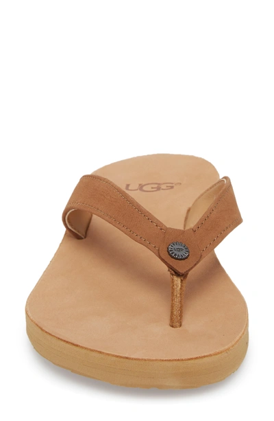 Shop Ugg Tawney Flip Flop In Chestnut