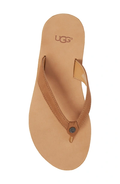 Shop Ugg Tawney Flip Flop In Chestnut