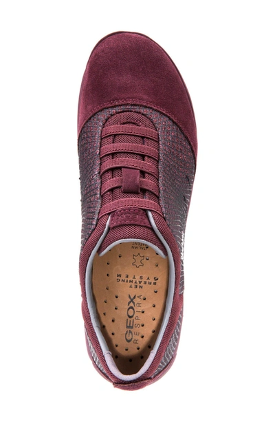 Shop Geox Nebula Slip-on Sneaker In Dark Burgundy Fabric