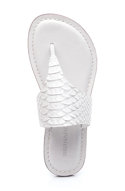 Shop Bernardo Monica Thong Sandal In White Snake Print Leather