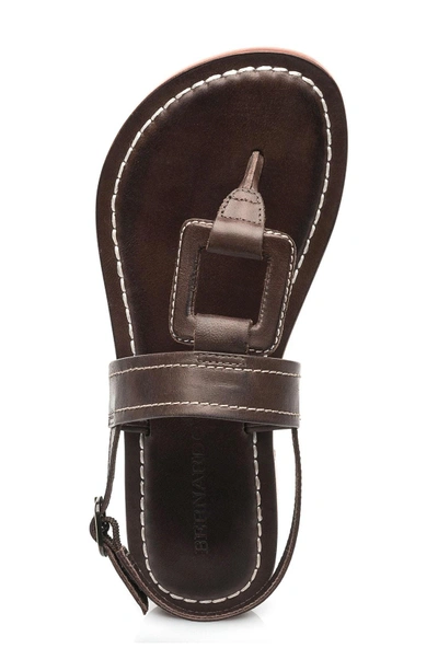 Shop Gucci Tegan Sandal In Chocolate Leather