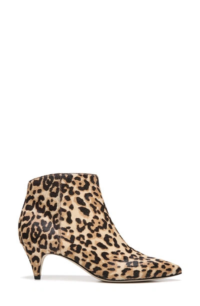 Shop Sam Edelman Kinzey Pointy Toe Bootie In Cheetah Print Calfhair