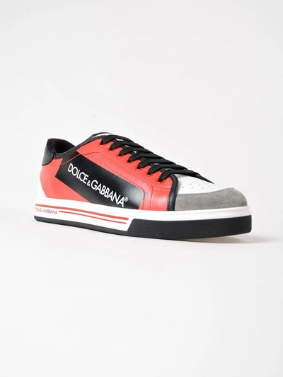 Shop Dolce & Gabbana Roma Sneakers In Hrired