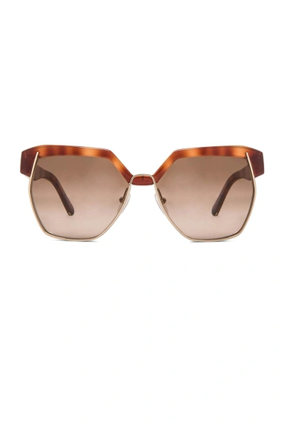 Shop Chloé Chloe Dafne Sunglasses In Light Havana