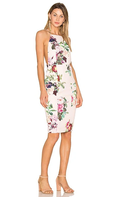 Shop Airlie Isolla Bella Midi Dress In Pink Print