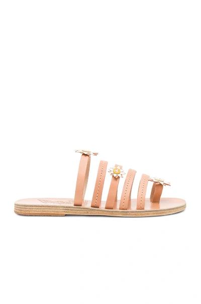 Shop Ancient Greek Sandals X Fabrizio Viti Victoria Sandal In Tan