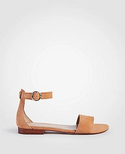Shop Ann Taylor Aislyn Suede Flat Sandals In Toasted Sesame