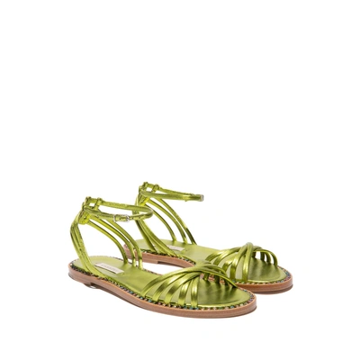 Shop Casadei Daytime In Spirulina