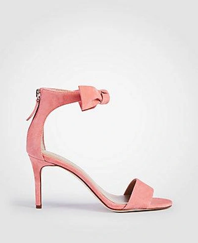 Shop Ann Taylor Rosalyn Suede Leaf Heeled Sandals In Sunbleached Coral