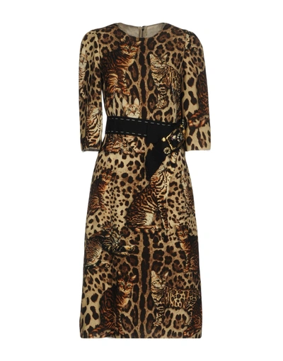 Shop Dolce & Gabbana Evening Dress In Khaki