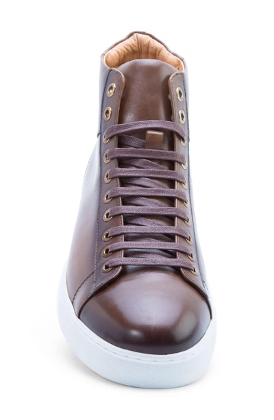 Shop Zanzara Spinback High Top Sneaker In Brown Leather