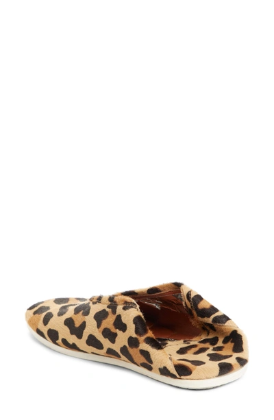 Shop Proenza Schouler Pswl Genuine Calf Hair Convertible Loafer In Leopard Print
