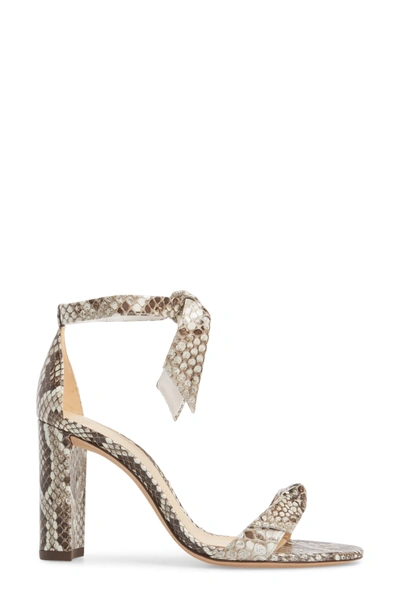 Shop Alexandre Birman Clarita Genuine Python Ankle Tie Sandal In Natural