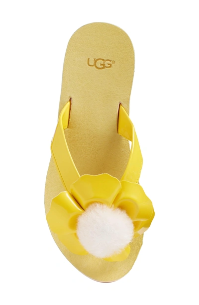 Shop Ugg Poppy Genuine Shearling Pompom Flip Flop In Lemon Yellow