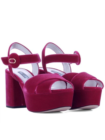 Shop Prada Fuchsia Velvet Sandals In Pink