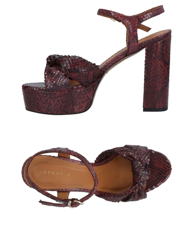 Shop Intropia Sandals In Maroon