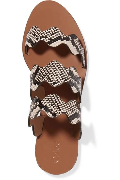 Shop Chloé Lauren Scalloped Snake-effect Leather Slides In Snake Print