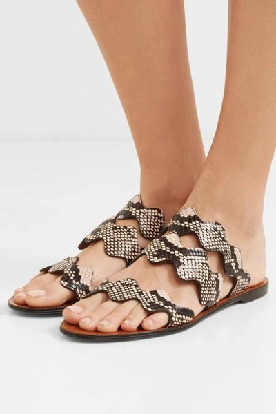 Shop Chloé Lauren Scalloped Snake-effect Leather Slides In Snake Print
