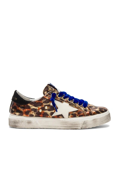 Shop Golden Goose May Sneaker In Leopard Laminated & Bluette