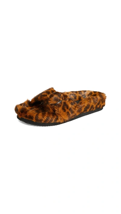 Shop Alexander Wang Bee Slides In Leopard