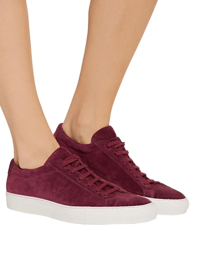 Shop Common Projects Sneakers In Maroon