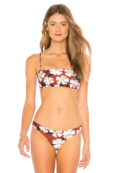 Shop Stone Fox Swim Bliss Bikini Top In Sunburnt Hibiscus