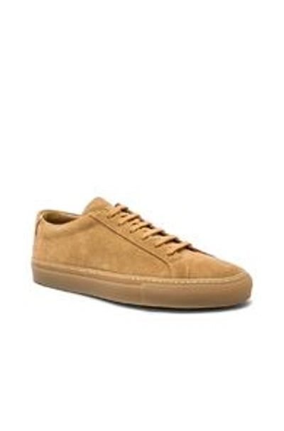 Shop Common Projects Original Suede Achilles Low In Amber