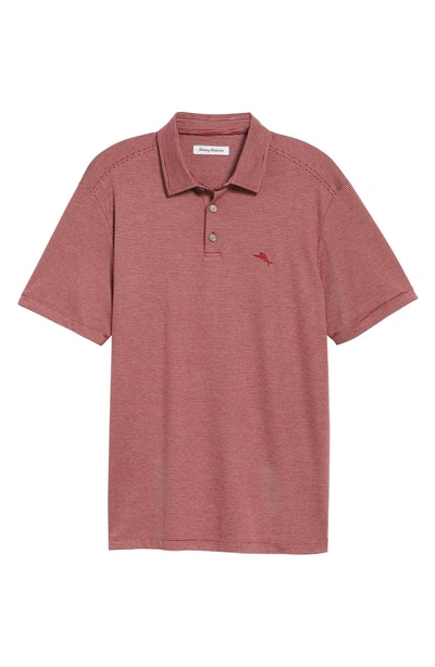 Shop Tommy Bahama Pacific Shore Polo In Beet Red Heather