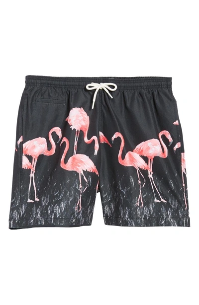 Shop Trunks Surf & Swim Co. San O Flamingo Print Swim Trunks In Black Multi
