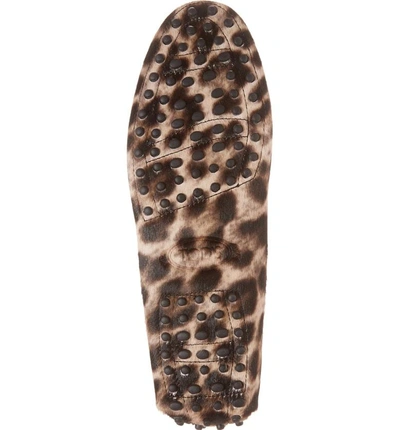 Shop Tod's Genuine Calf Hair Driving Loafer In Leopard