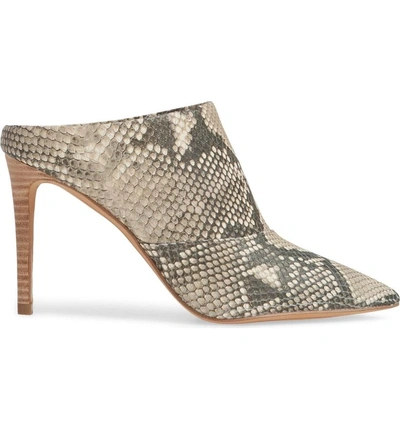 Shop Dolce Vita Cinda Pointy Toe Mule In Snake Embossed Leather