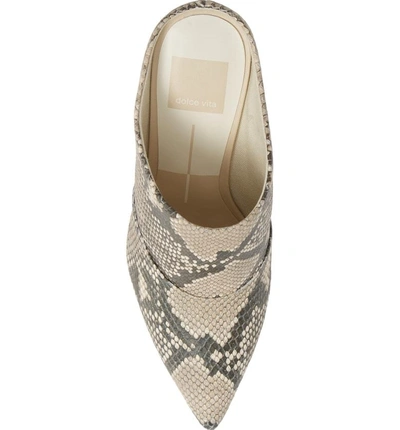Shop Dolce Vita Cinda Pointy Toe Mule In Snake Embossed Leather