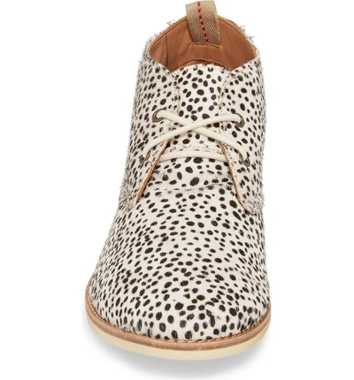 Shop Rollie Chukka Genuine Calf Hair Bootie In Snow Leopard Calf Hair