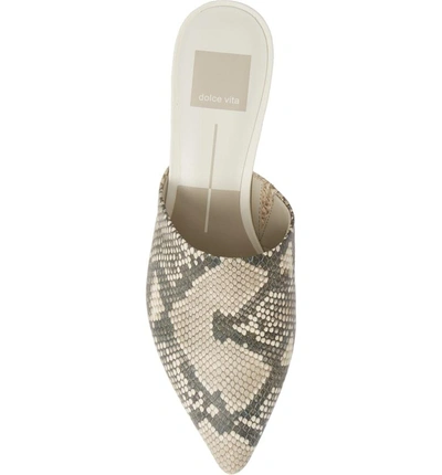 Shop Dolce Vita Obie Pointy Toe Mule In Snake Print