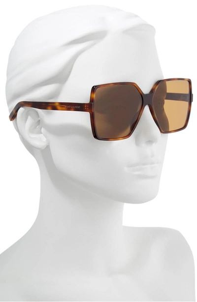 Shop Saint Laurent Betty 63mm Sunglasses In Medium Havana