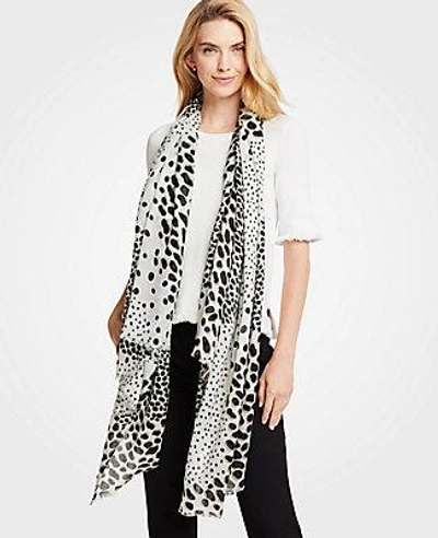 Shop Ann Taylor Spotted Scarf In Winter White