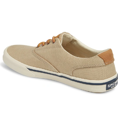 Shop Sperry Striper 2 Cvo Sneaker In Chino Canvas