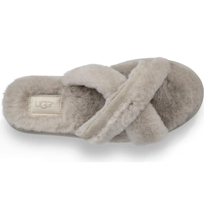 Shop Ugg Abela Genuine Shearling Flip Flop In Willow Wool