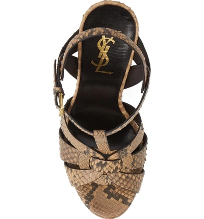 Shop Saint Laurent Tribute Genuine Python Sandal In Caramel Python