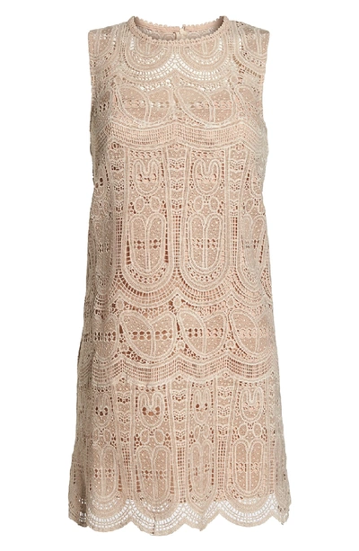 Shop Nsr Scallop Lace Shift Dress In Taupe