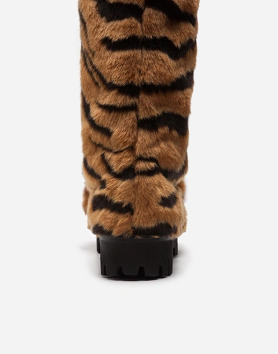 Shop Dolce & Gabbana Biker Boots In Tiger Faux Fur In Multicolor