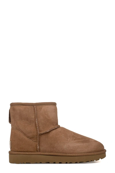 Shop Ugg Chestnut Mini Classic Low Boot In Brown