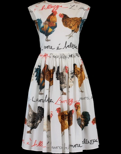 Shop Dolce & Gabbana Rooster Print Flared Dress In Galline
