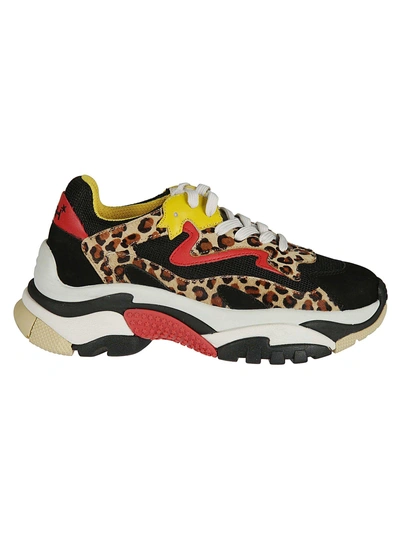 Shop Ash Leopard Lace-up Sneakers In Black Pony Cheetah Beige