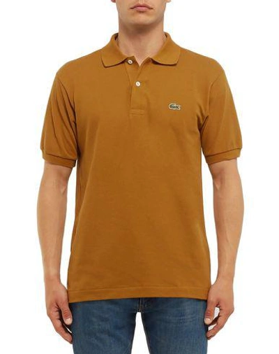 Shop Lacoste Man Polo Shirt Ocher Size 8 Cotton