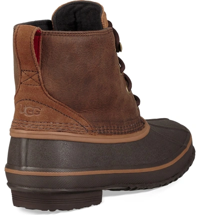 Shop Ugg Zetik Waterproof Rain Boot In Chestnut