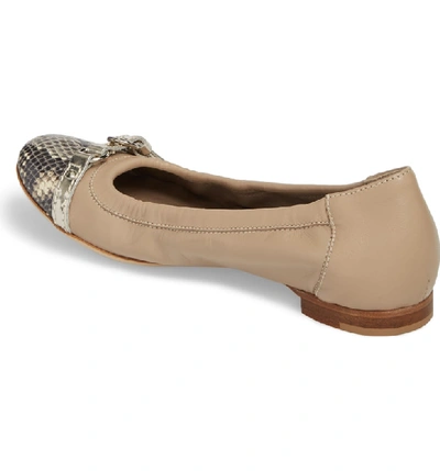 Shop Agl Attilio Giusti Leombruni Cap Toe Ballet Flat In Taupe Leather